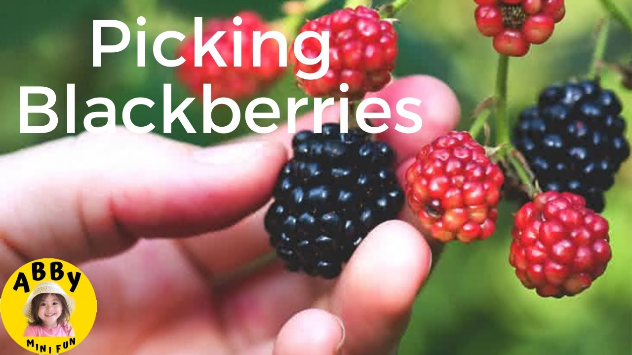 Abby Picking Blackberries / Summer Treat