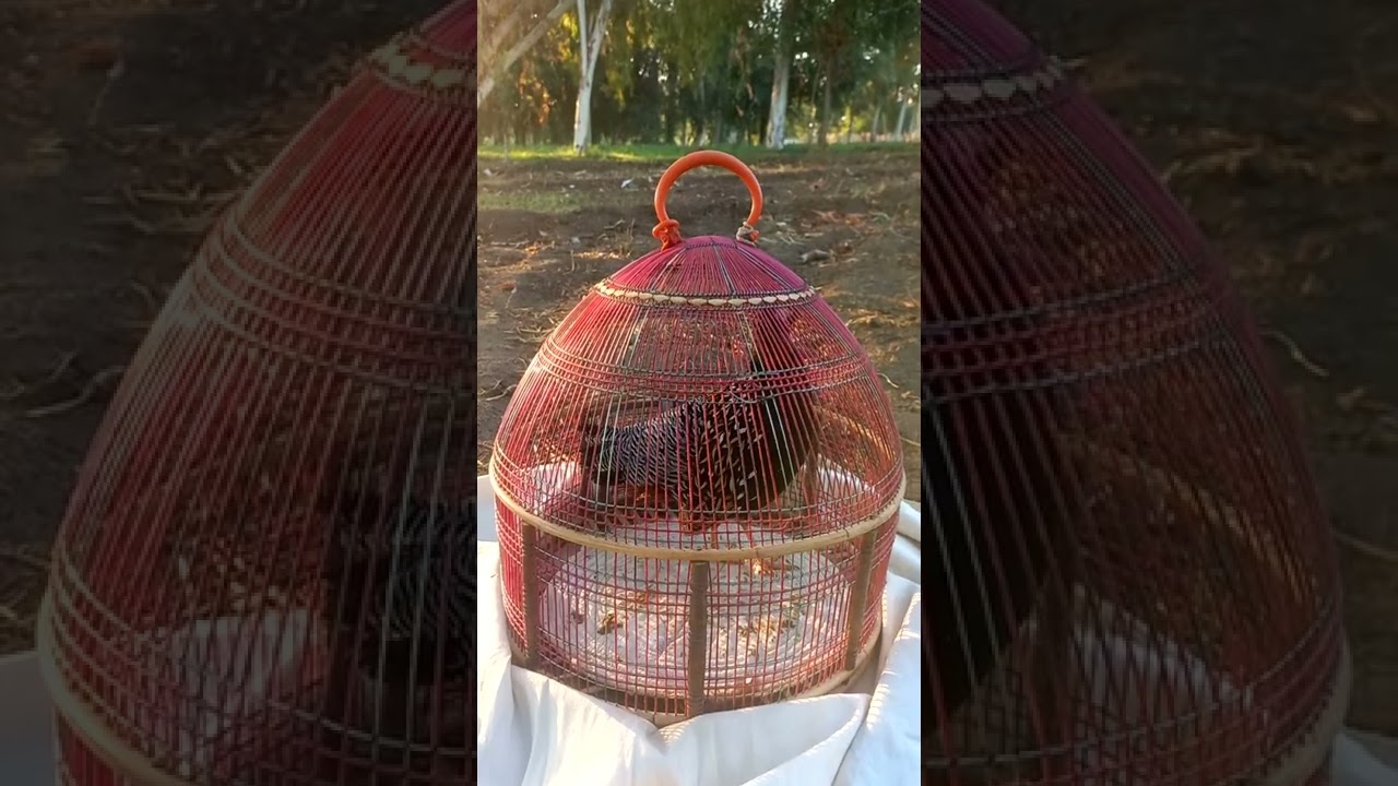 kala teetar ki awaz kala teter ki masti
