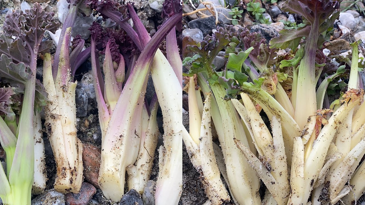 คะน้ายอดแก้วอ่อนสวย # ขาวจั๊วอวบมาก # เก็บคะน้าทะเลในต่างแดน # sea kale.20/4/2024.