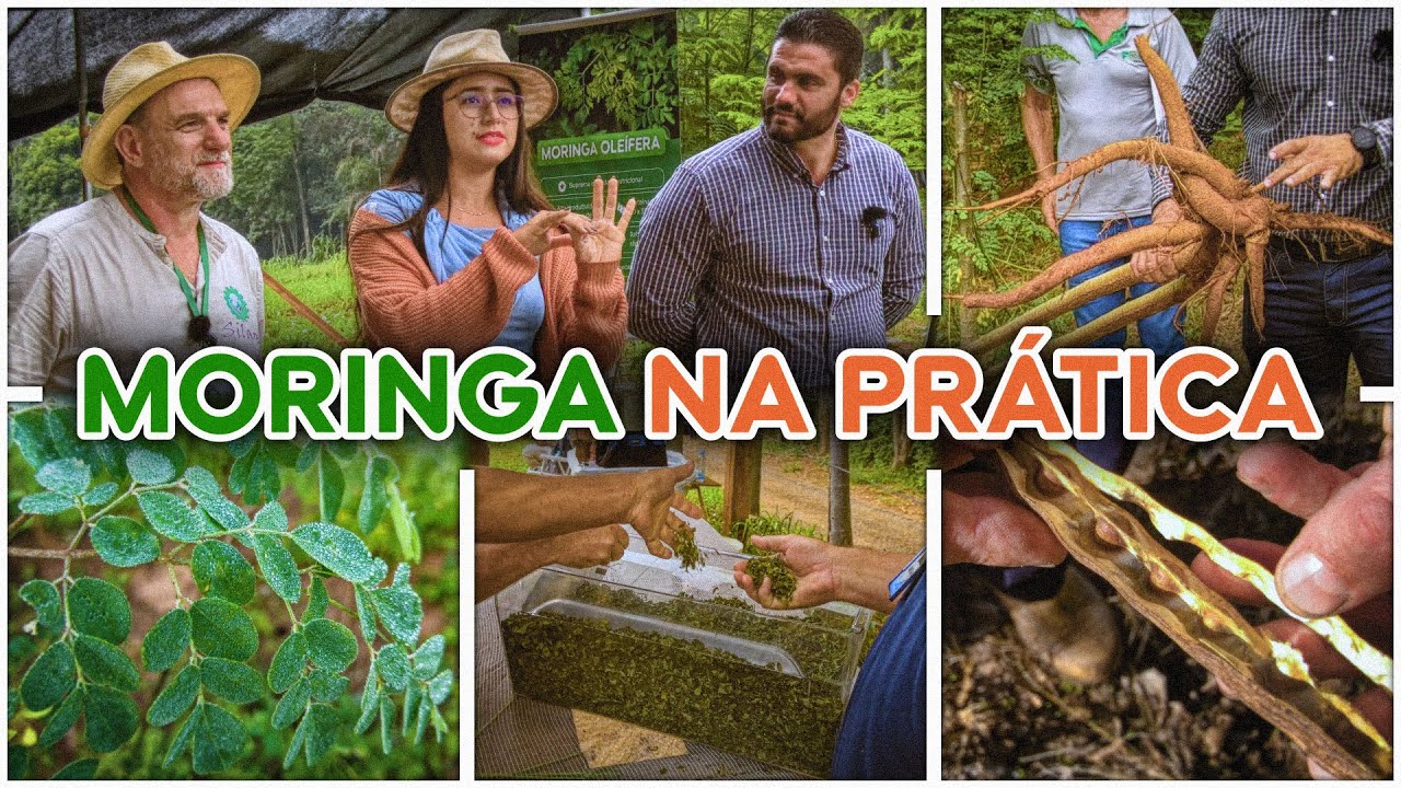 Potencial e desafios da MORINGA: o que dá certo com resultados no campo - COMPLETO