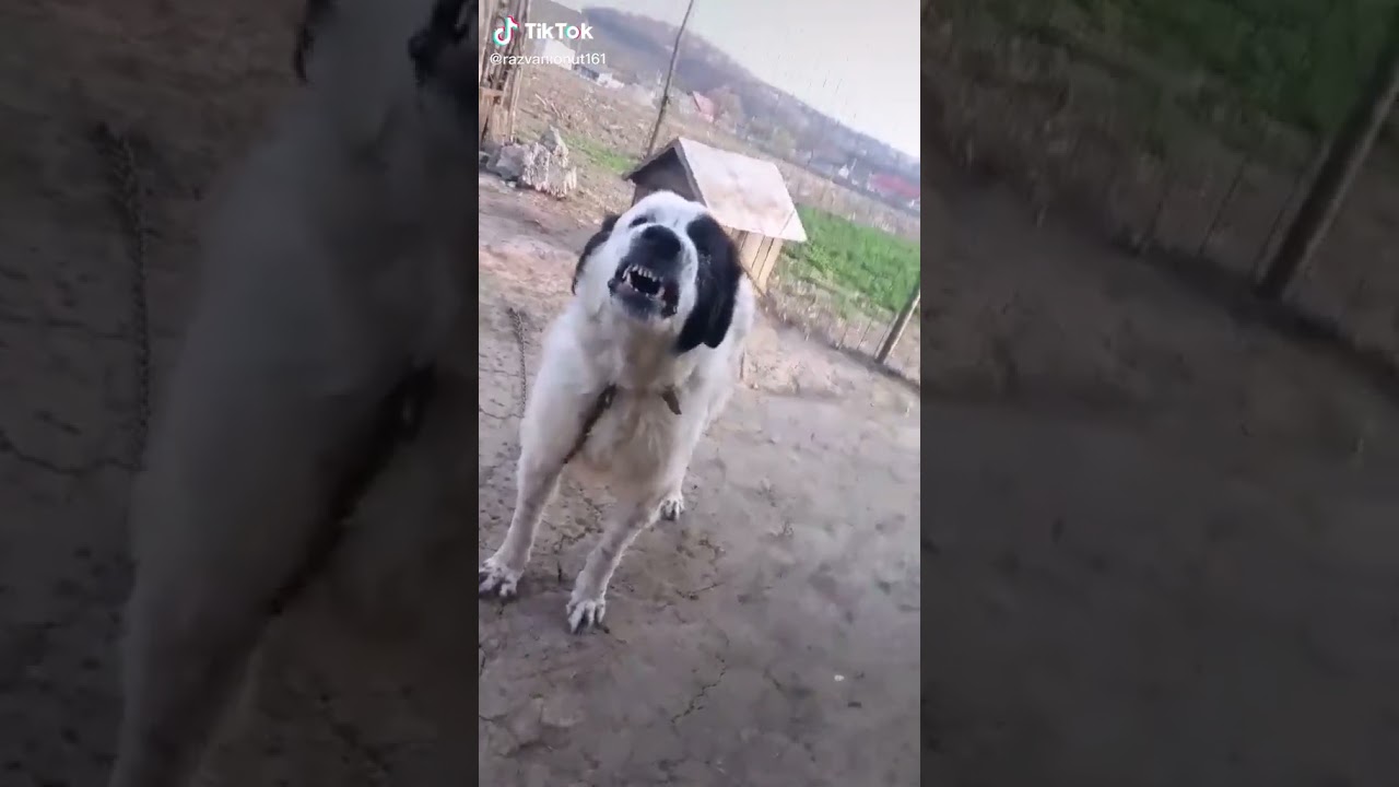 C&acirc;ini ciobănești de Bucovina