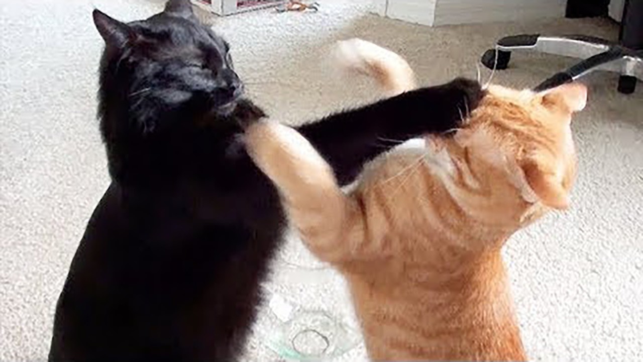 Hilarious Pet Moments That Will Make You LOL! #62