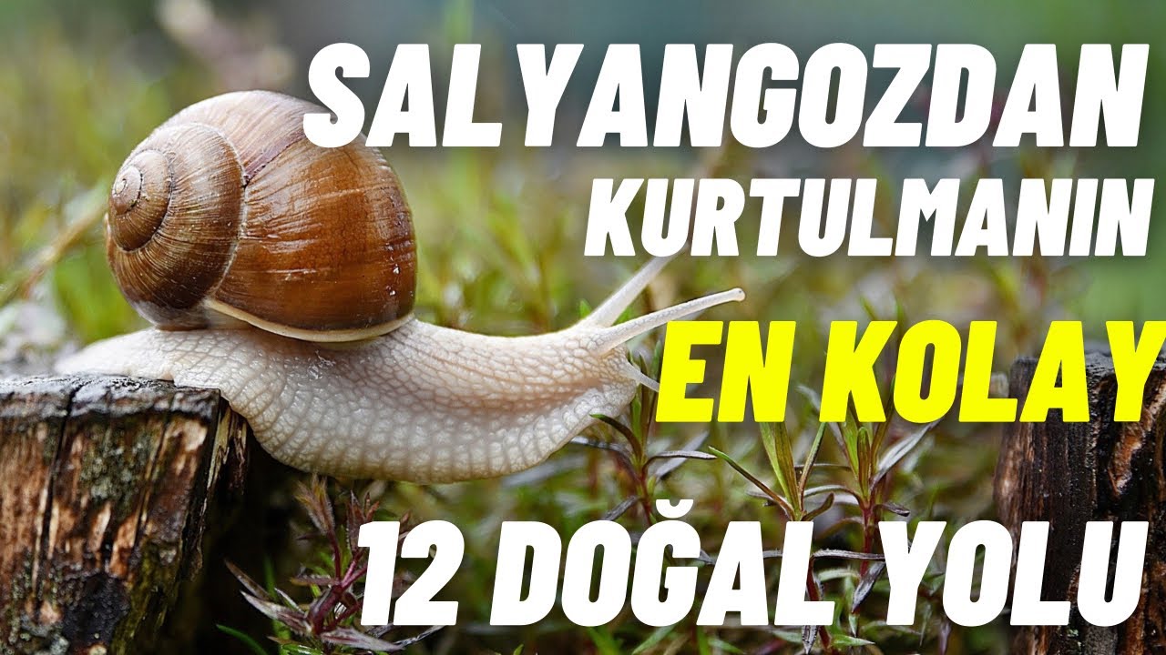 SALYANGOZDAN KURTULMAK İÇİN ÇOK BASİT YÖNTEMLER