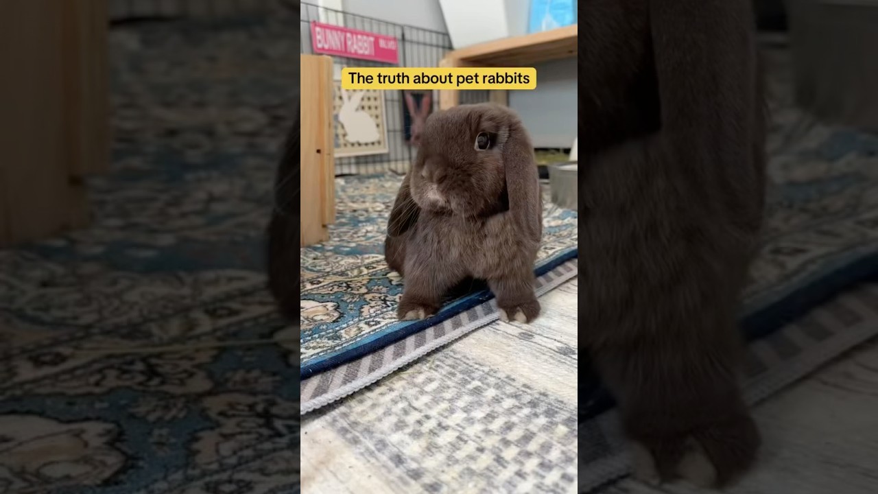 5 Surprising Facts About Pet Rabbits 🐇 #petbunny #bunnycare
