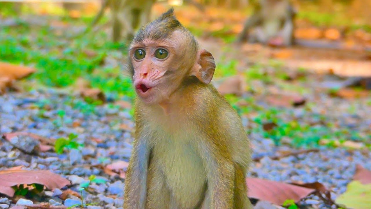 Poor Little Idris the monkey is C_rying because he is hungry.