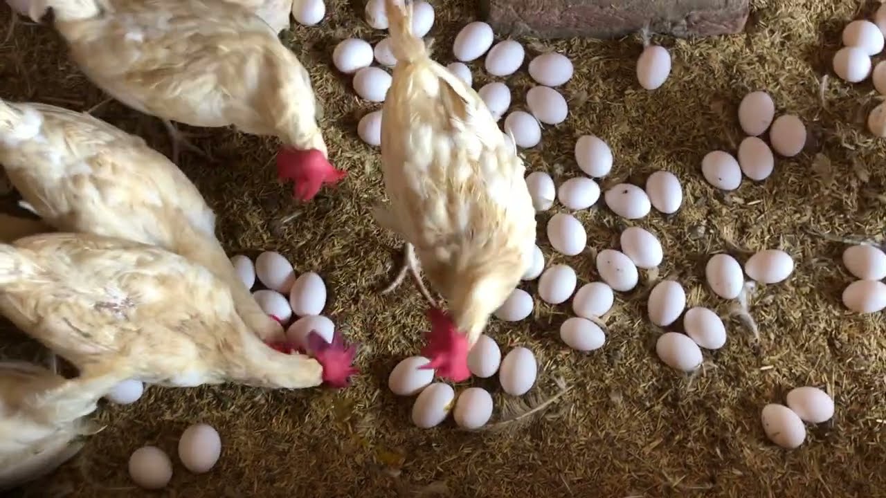 Collection Murgi Hen Harvesting Egg On Poultry Farming | Poultry Farming Business |( Part 53)