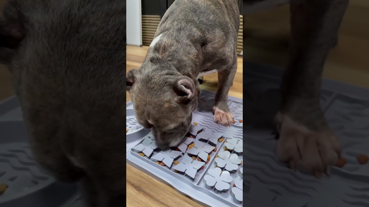 Riley Uses this Snuffle Mat Every Morning to Keep Him Busy