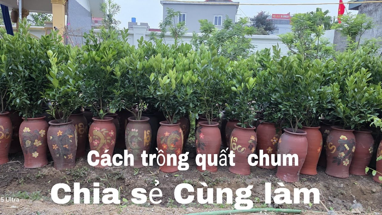 Hướng dẫn trồng cây quất trên chum