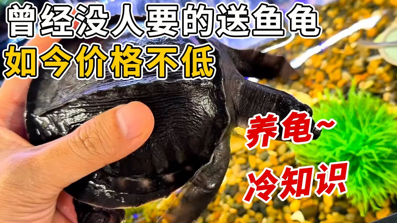曾經沒人要的送魚龜，如今價格不低卻供不應求！原因意想不到！