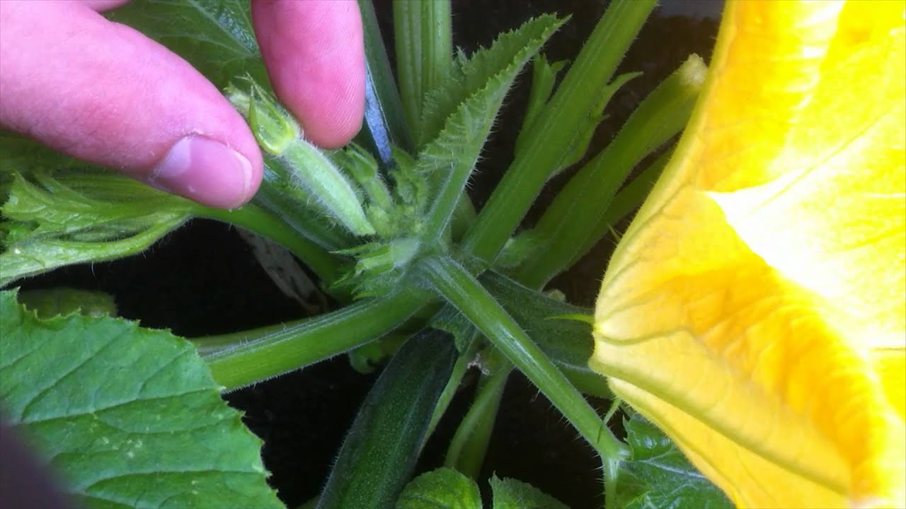Grow MORE Zucchini: Pruning for BIGGER Crop