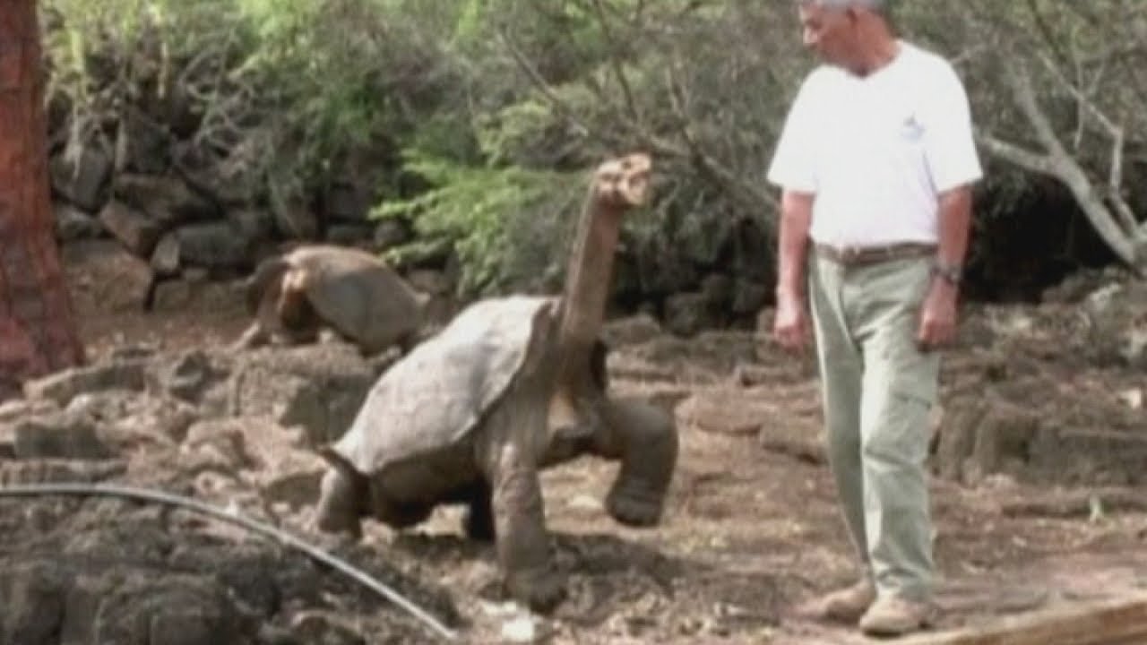 Lonesome George, the Galapagos giant tortoise, could be back