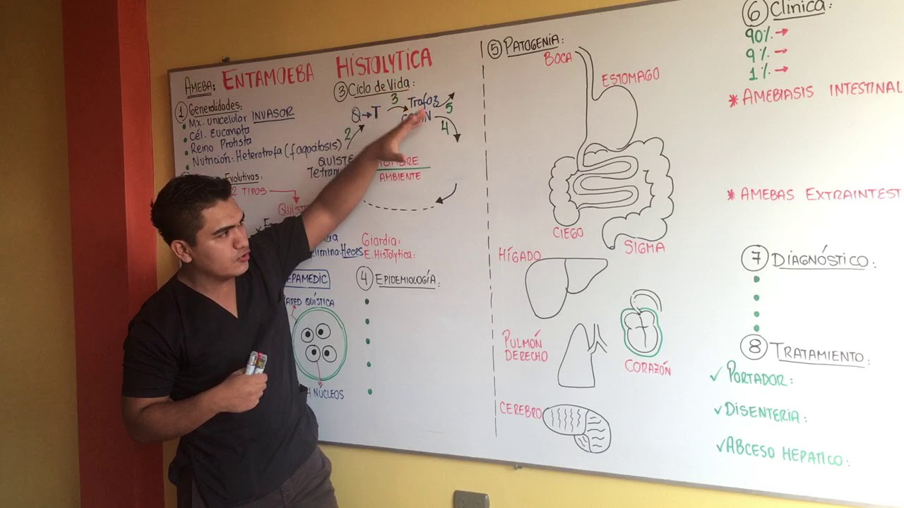 AMEBAS / ENTAMOEBA HISTOLYTICA ( GENERALIDADES, CICLO DE VIDA, EPIDEMIOLOGIA, PATOGENIA, CLINICA)