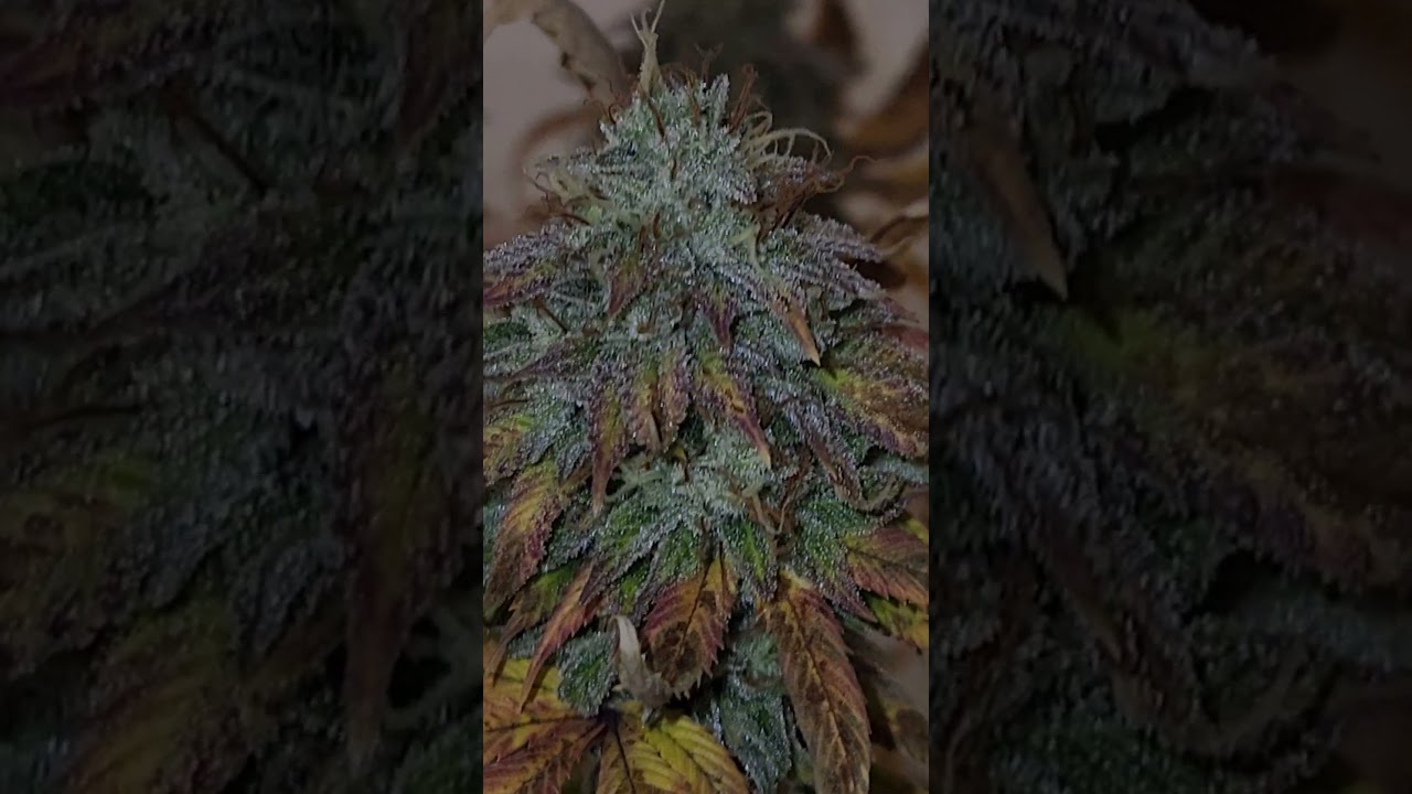 Motorbreath 15 fully faded #organic #motorbreath #piscesgenetics #shorts #fyp #cannabis