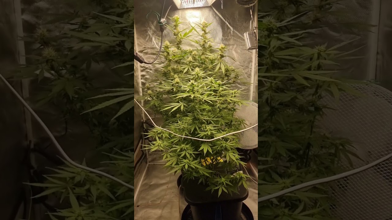 Sour diesel cross tangerine og