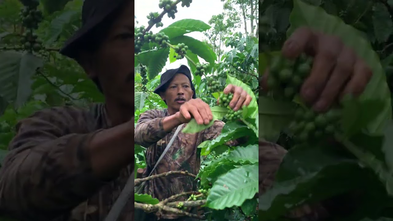 Review kebun kopi bapak RT Rohmadi