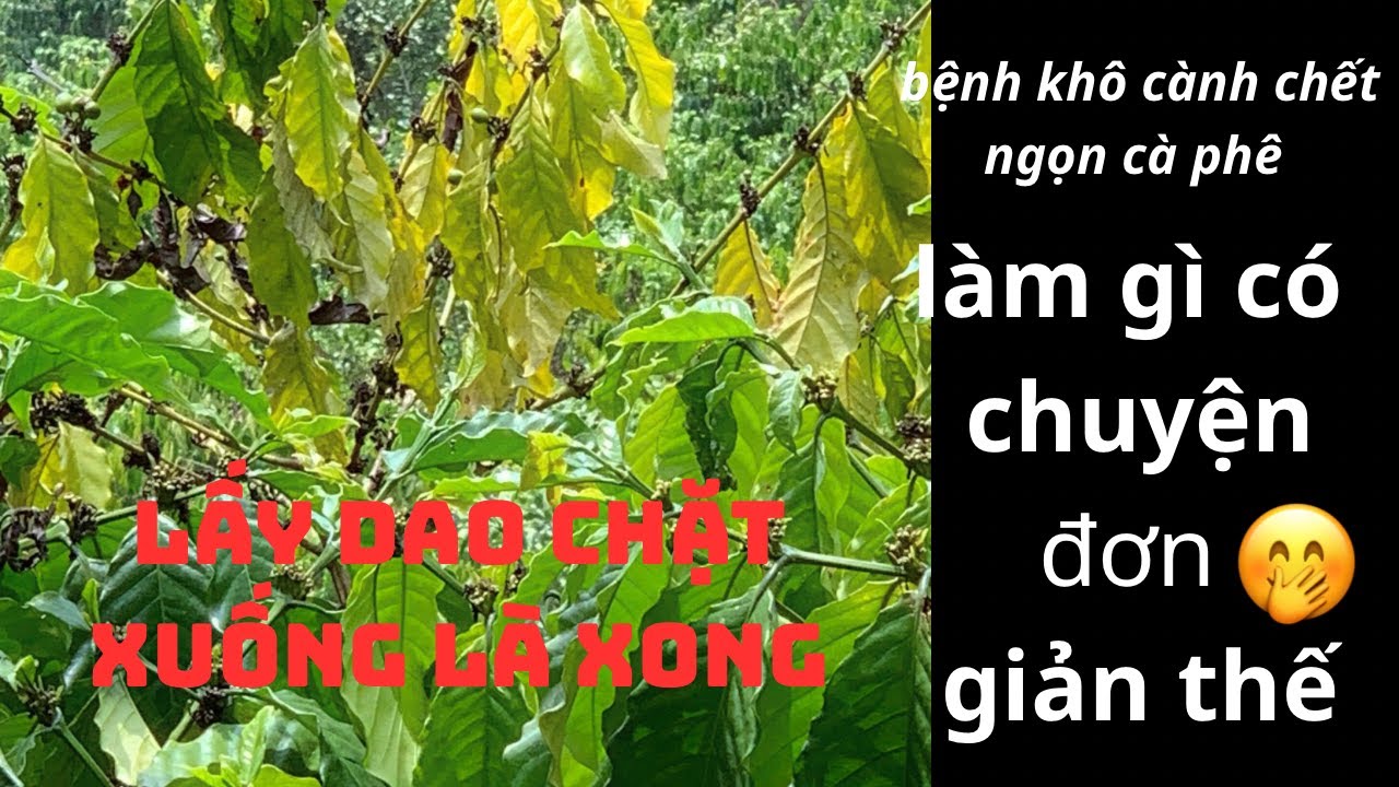 Nguyên nhân và cách xử lý Bệnh khô cành , chết từ trên ngọn xuống , vườn cà phê nào chả bị