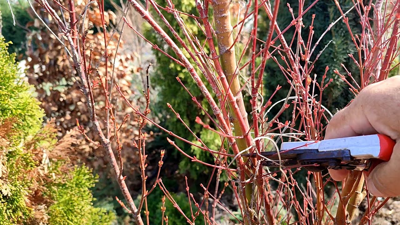 Весенняя обрезка Acer Palmatum для здорового роста | Обрезка плакучих японских кленов