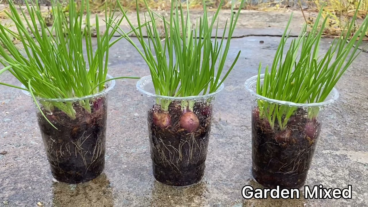 Cách Trồng Hành Lá Trong Ly Nhựa