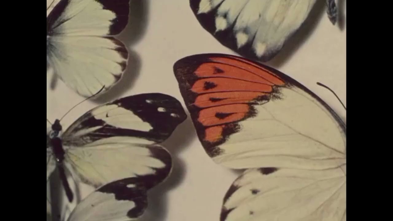 VØIDV!L - do u remember what they took from her (audio)