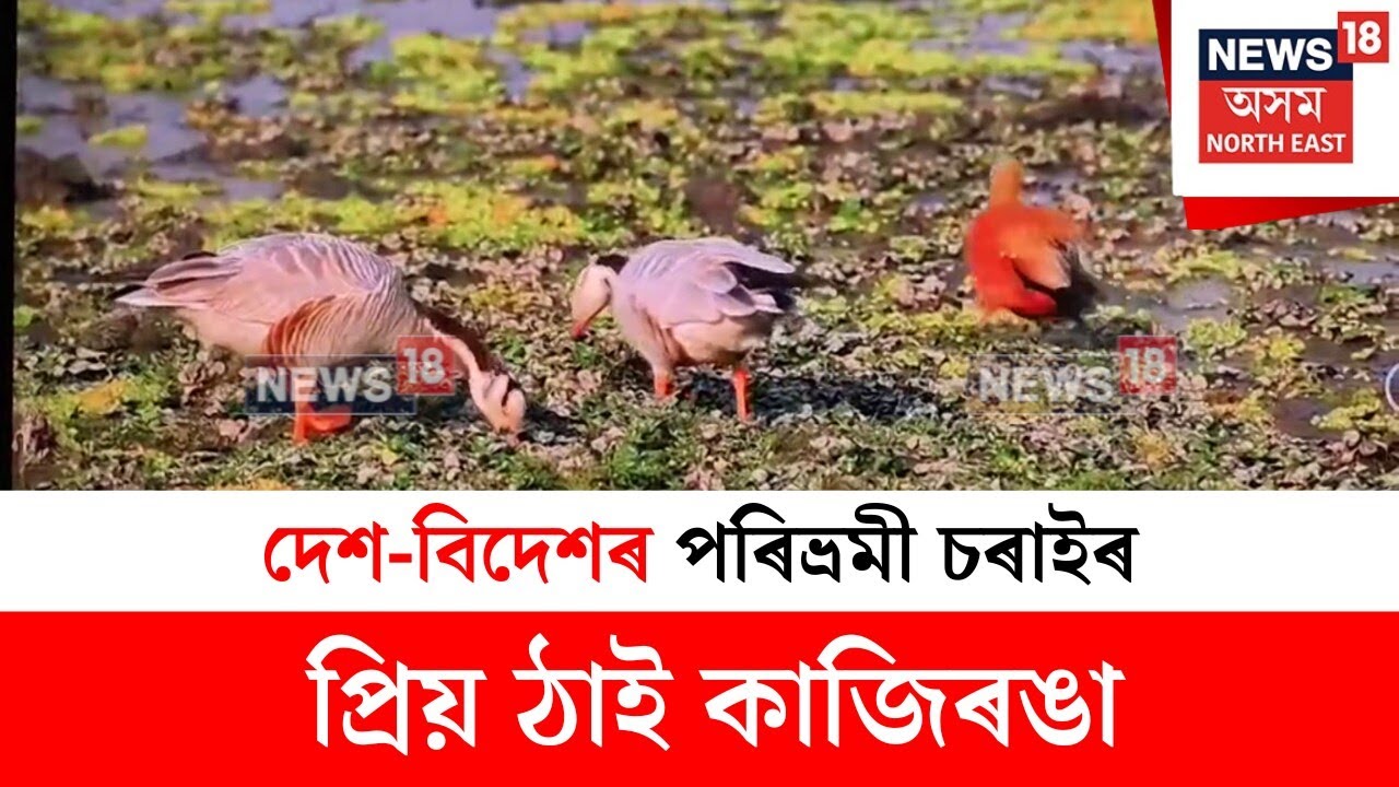 Kaziranga Bird Census : দেশ-বিদেশৰ পৰিভ্ৰমী চৰাইৰ প্ৰিয় ঠাই কাজিৰঙা | N18V