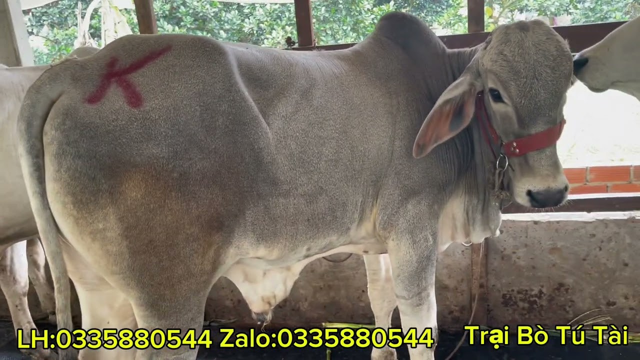 Trại bò Tú Tài cập nhật lô bò mới ngày 6/1/2026