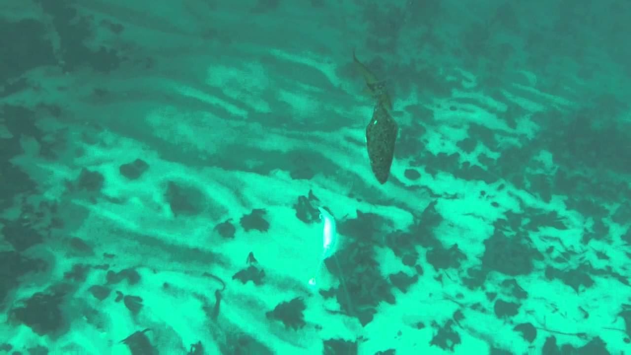 Halibut