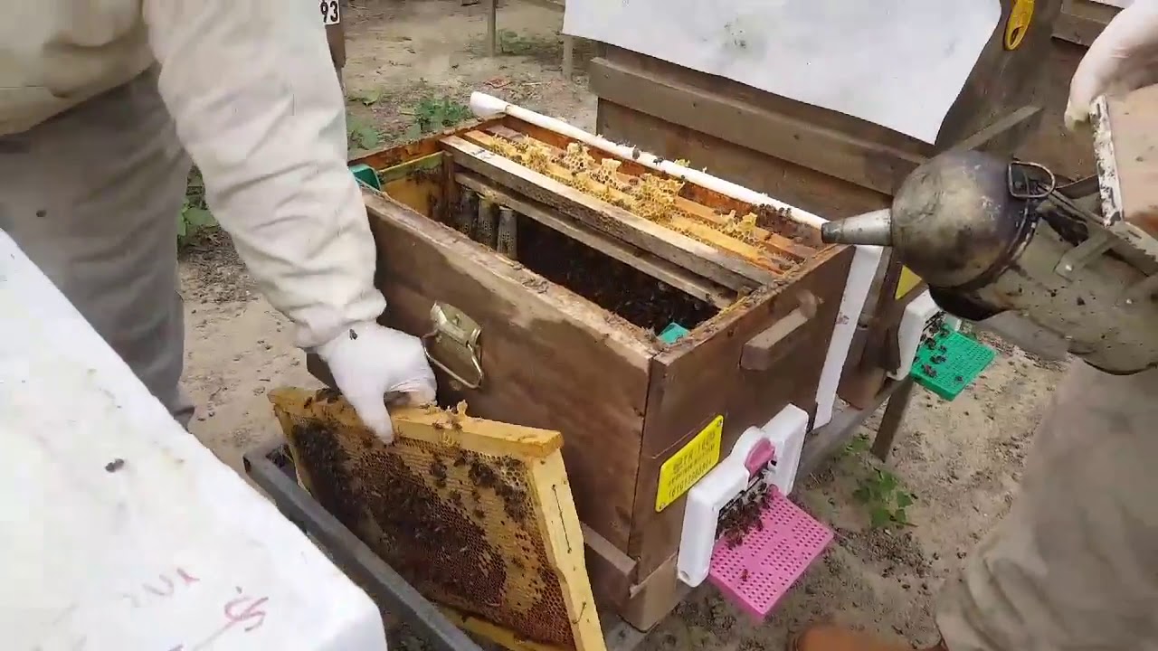 Ana arı üretimi, bankalama kovanı hazırlama (Halil Bilen)