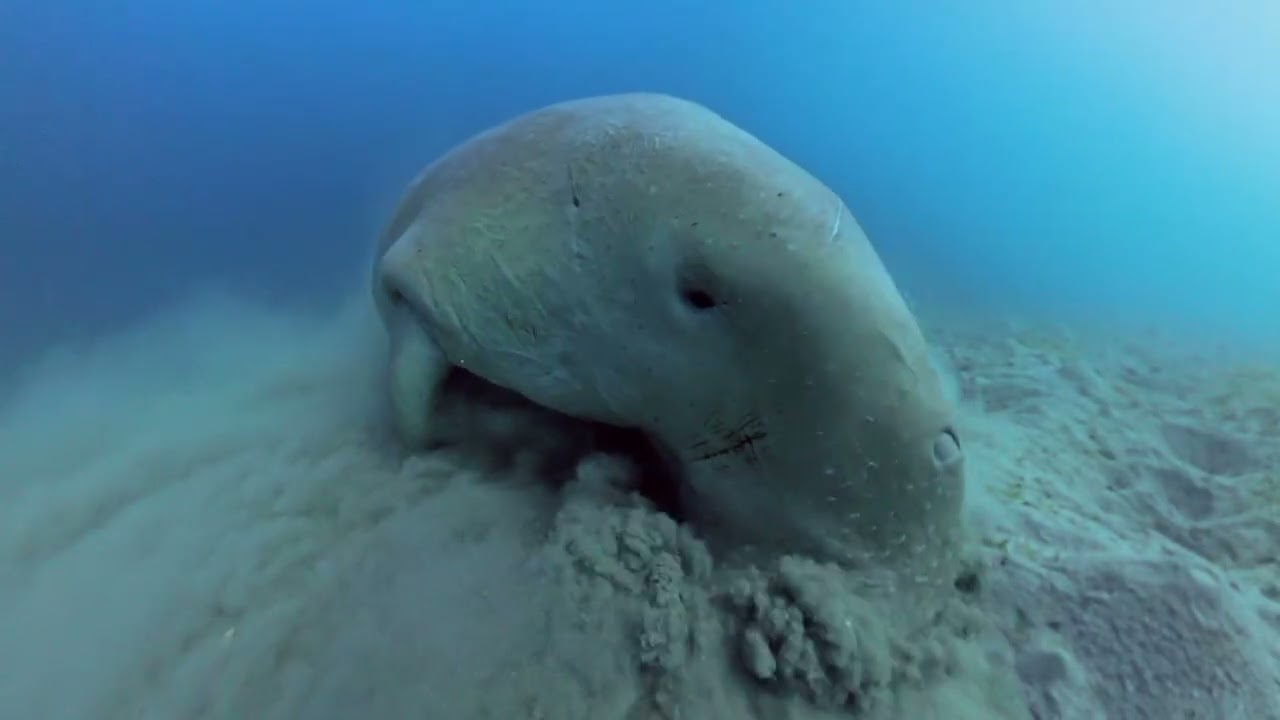Dugong