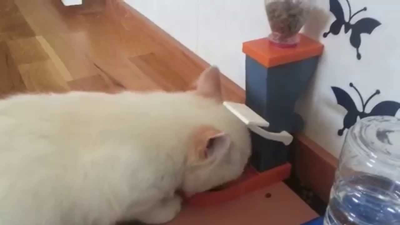 Lasse is using 3D-printed self-service pet food machine