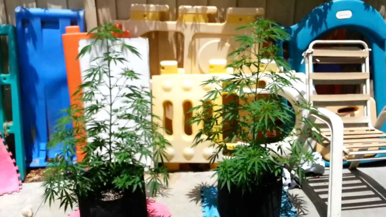 DNA Genetics Hash Plant Haze & More 2013 Outdoor Premiere!!!