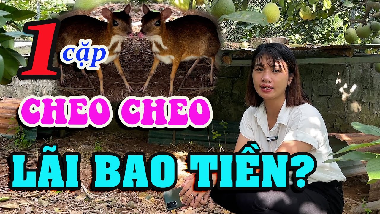 Nuôi 1 Cặp Cheo Cheo Giống Lãi Bao Nhiêu Tiền? Con Cheo Cheo Giống - Loài Vật Nuôi Mới Hiệu Quả Cao