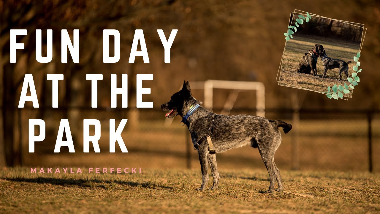 Dixon, The Blue Heeler | Fun Day at The Park