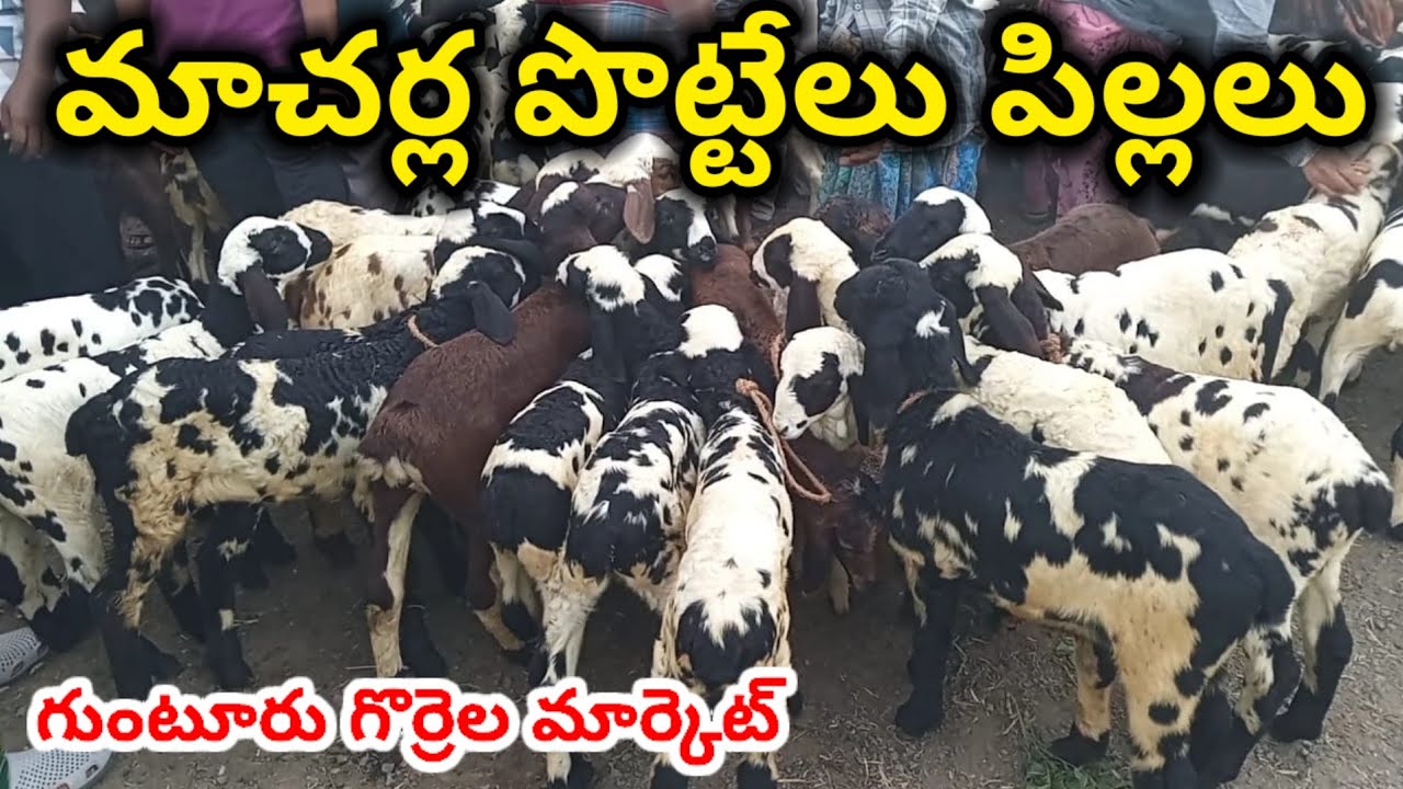 గుంటూరు నల్లపాడు గొర్రెల మార్కెట్ 20 6 2025 Guntur sheep market Today macharlla sheep kids #sheep