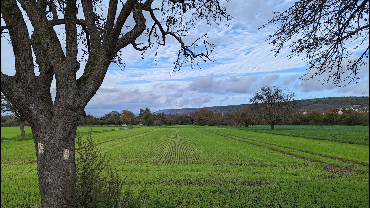 Blütenweg Bergstraße in 4K: Heidelberg, Rohrbach, Leimen, Nußloch, Wiesloch (Etappe 6/6)