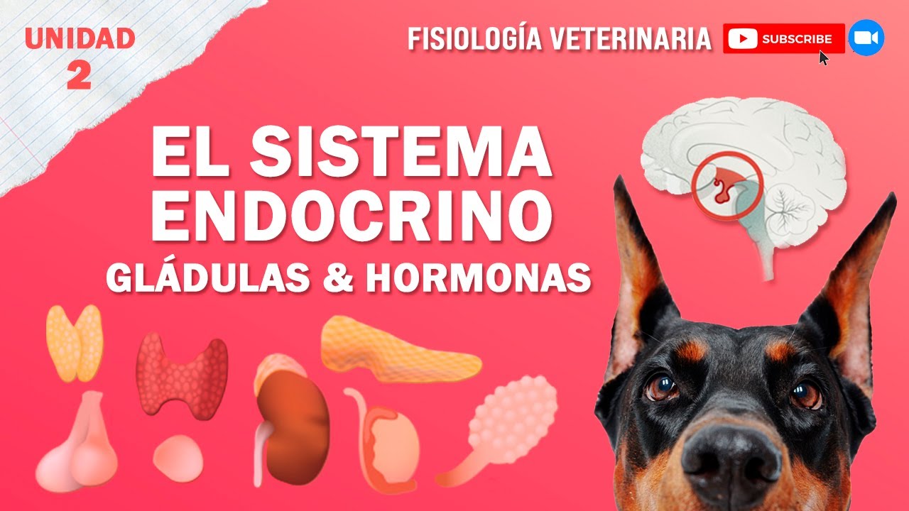 FISIO2_UNIDAD2_SISTEMAENDOCRINO_INTRODUCCIÓN