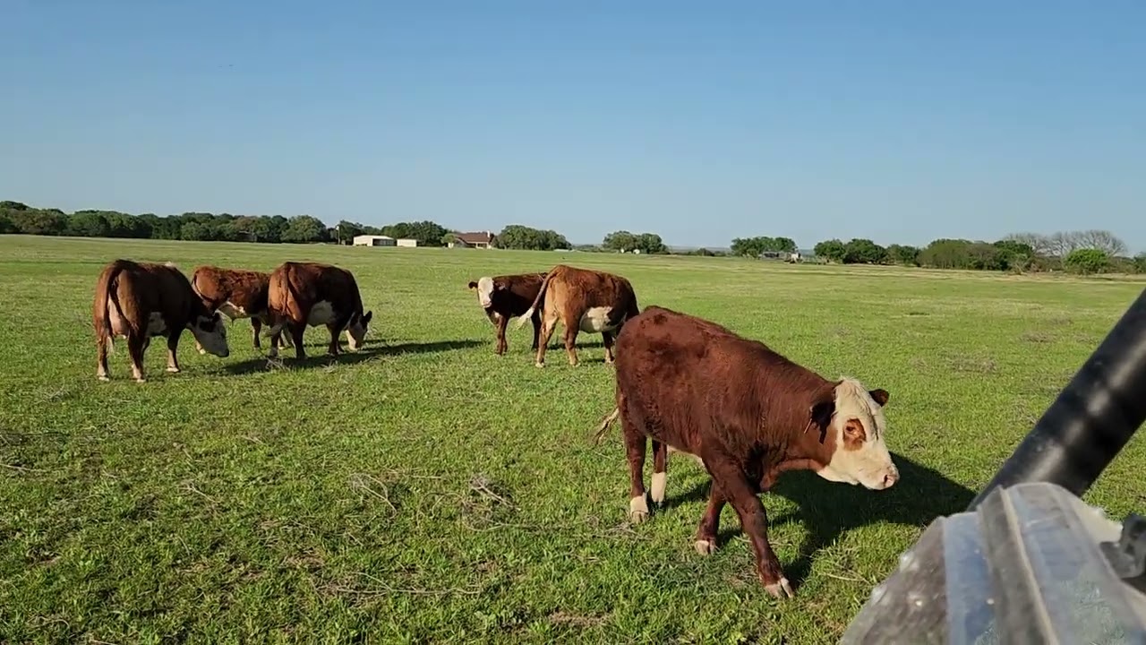 Twin Canyons Ranch Herefords