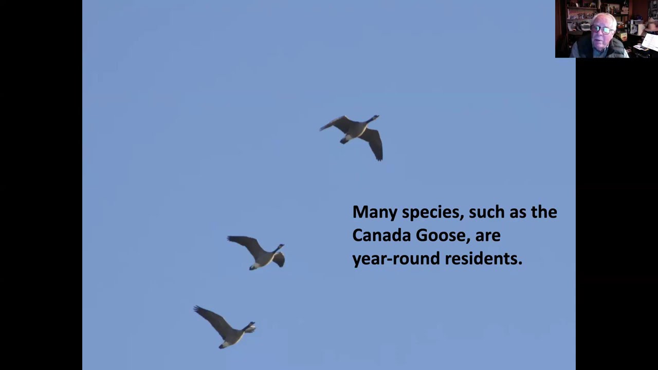 Common Birds of DuPage County in Winter