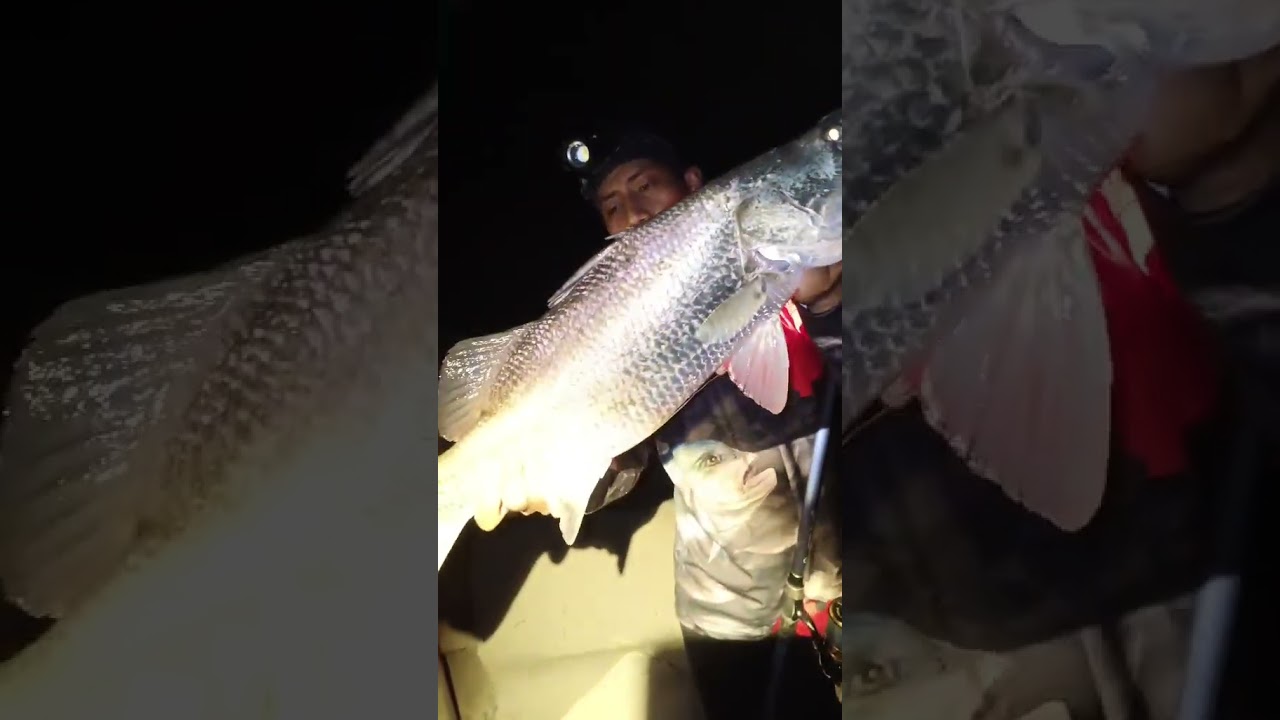 alhamdulillah ini yang di tunggu2 #kakapputih #fishing #mancing