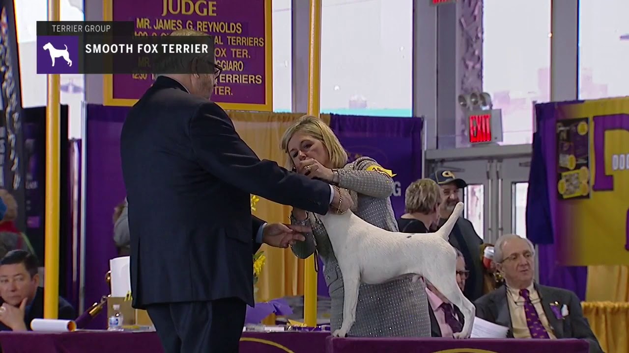 Fox Terriers Smooth | Breed Judging 2019