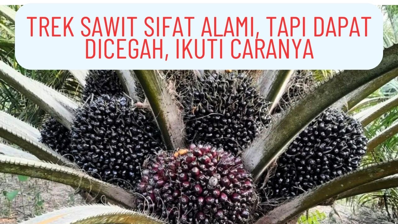CARA MENCEGAH TREK TANAMAN SAWIT