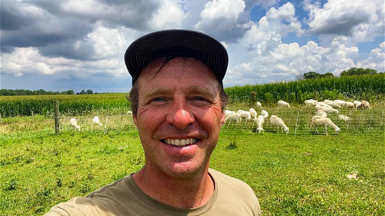 Two Reasons Sheep and Cattle Fail to Thrive on Grass | St Croix Sheep, Red Devon Cattle