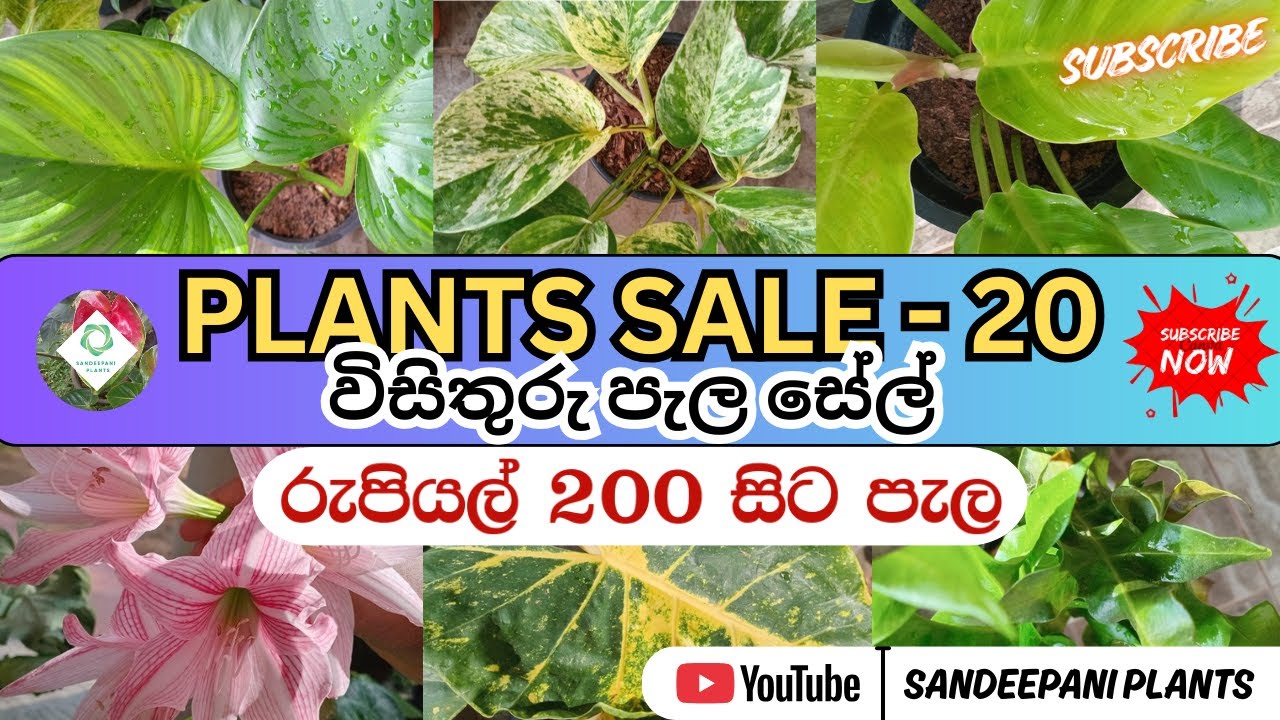 රුපියල් 200 සිට විසිතුරු පැල ගන්න එන්න | Plants Sale 20 - Sandeepani Plants New Video (Subscribe)