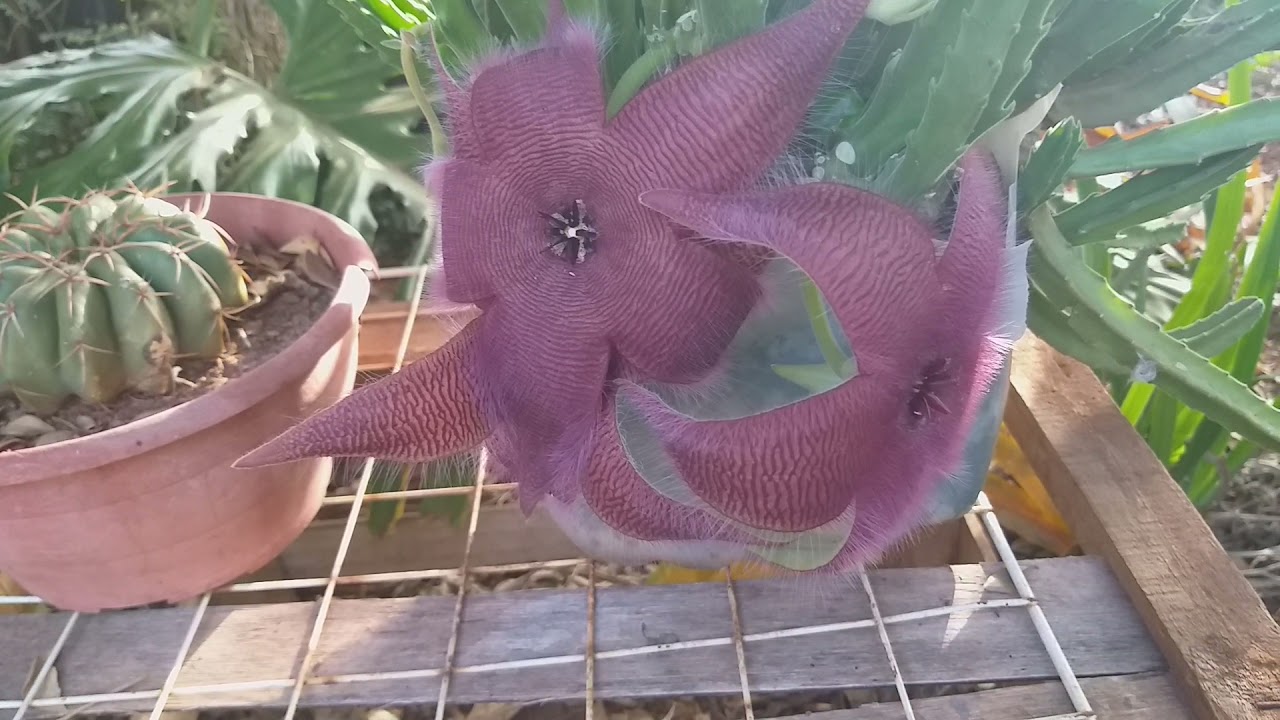 dica como espantar mosca da flor d estapele é falando um pouco sobre ela....