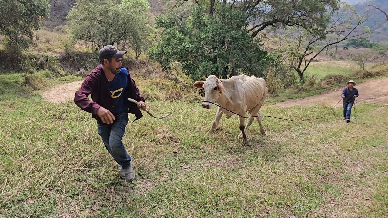 Una vaca brava persiguio a mi papa