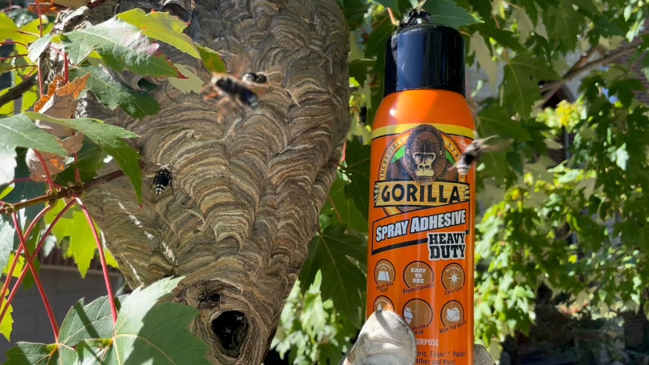 Gorilla glue spray adhesive vs Hornet nest can it reduce swarming
