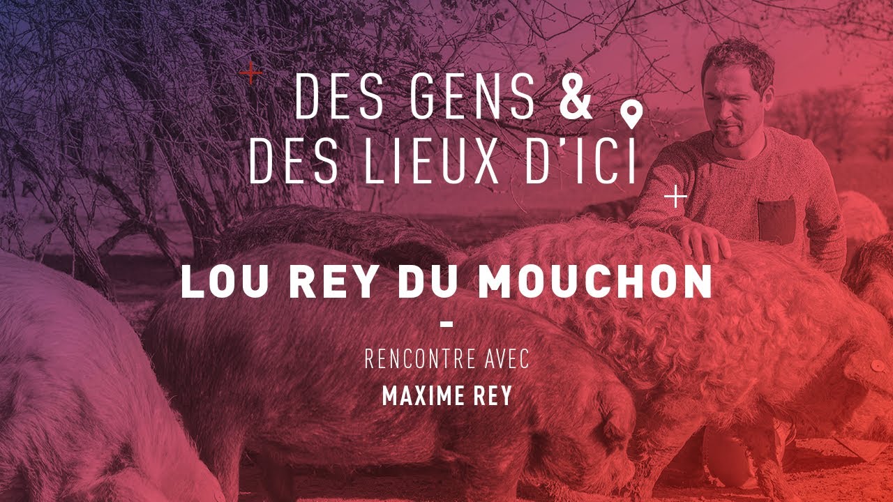 WEBSERIE - Maxime Rey, « le roi du cochon » laineux du Gers