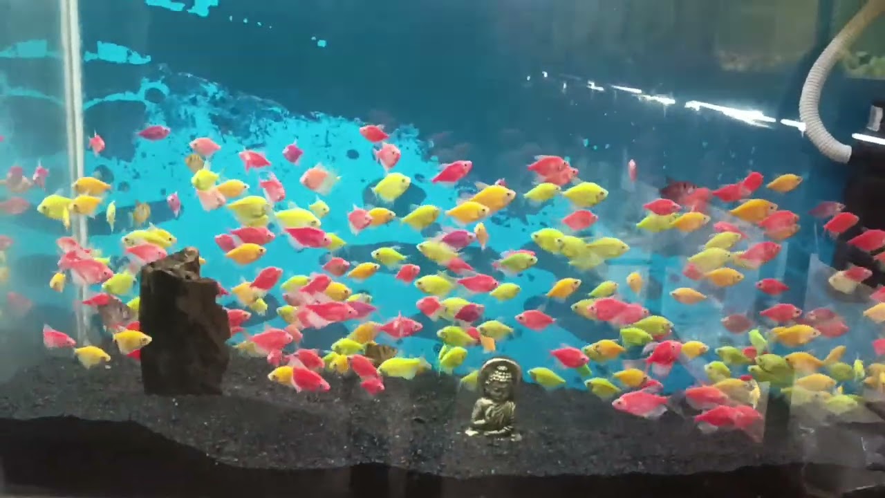 new fish add natural aquarium junagadh (19/9/2024) Betta fish female and male next video