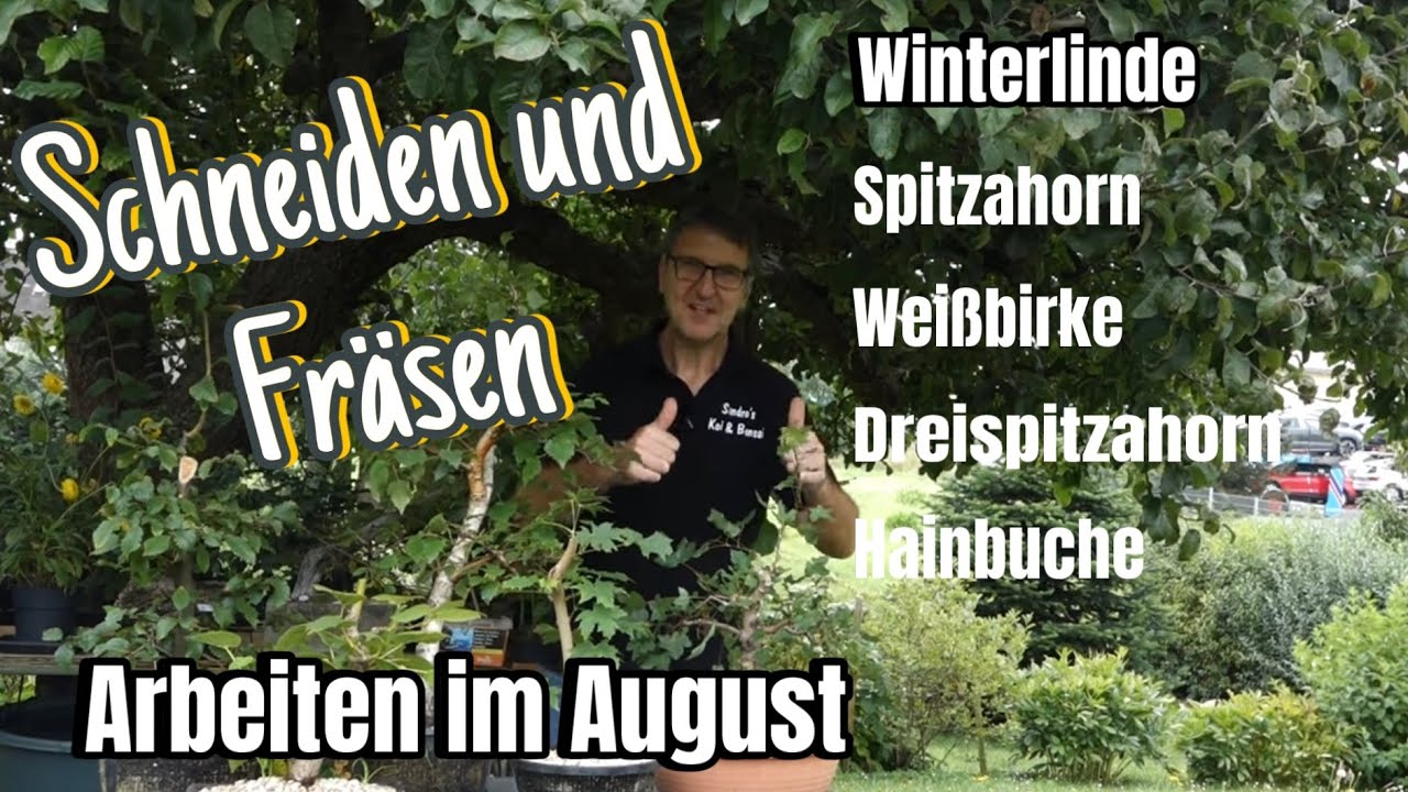 Letzte Rückschnitte und Fräsen Mitte August Pre-Bonsai 2024/18