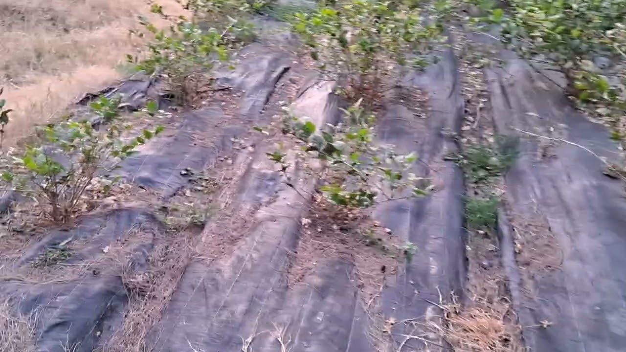 Polythene mulching in jasmine 