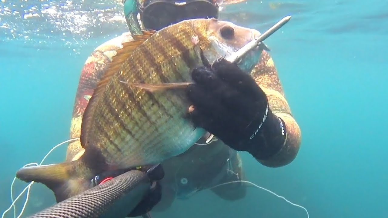 Spearfishing 🐟 